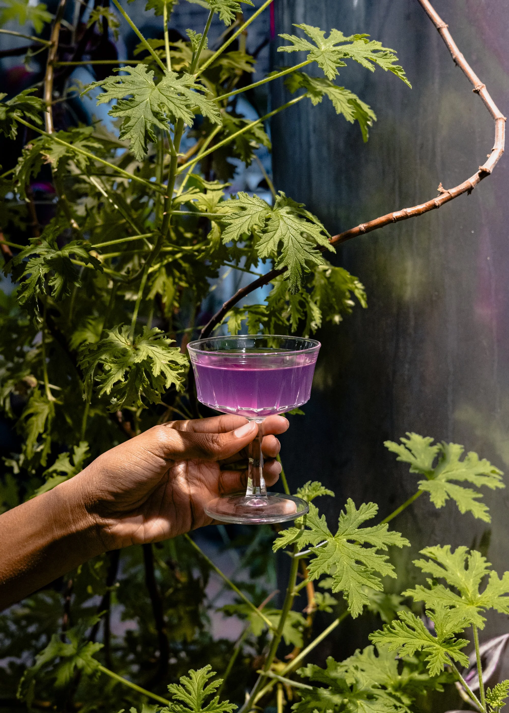 The Plant