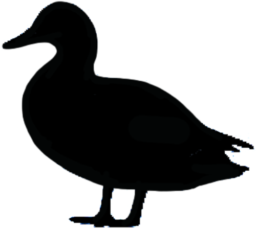 Lone Duck Farm
